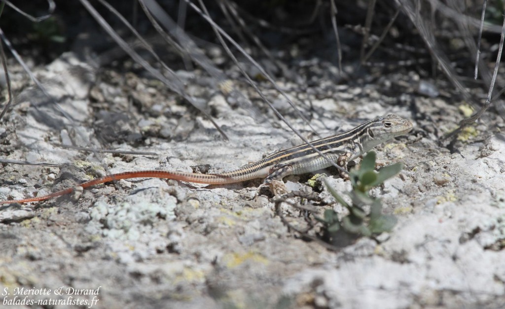 Acanthodactyle d'Europe, jeune, La Lomaza - Espagne