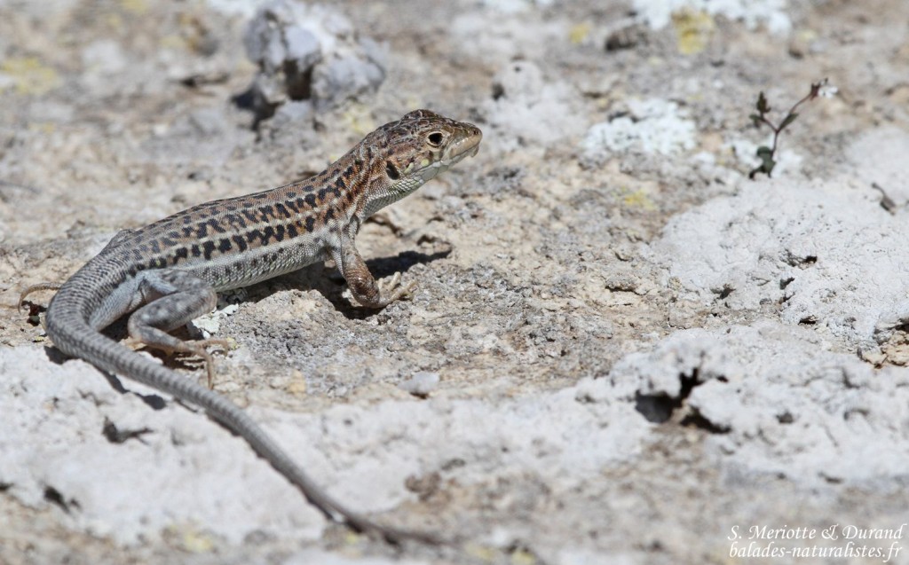 Acanthodactyle d'Europe, La Lomaza - Espagne