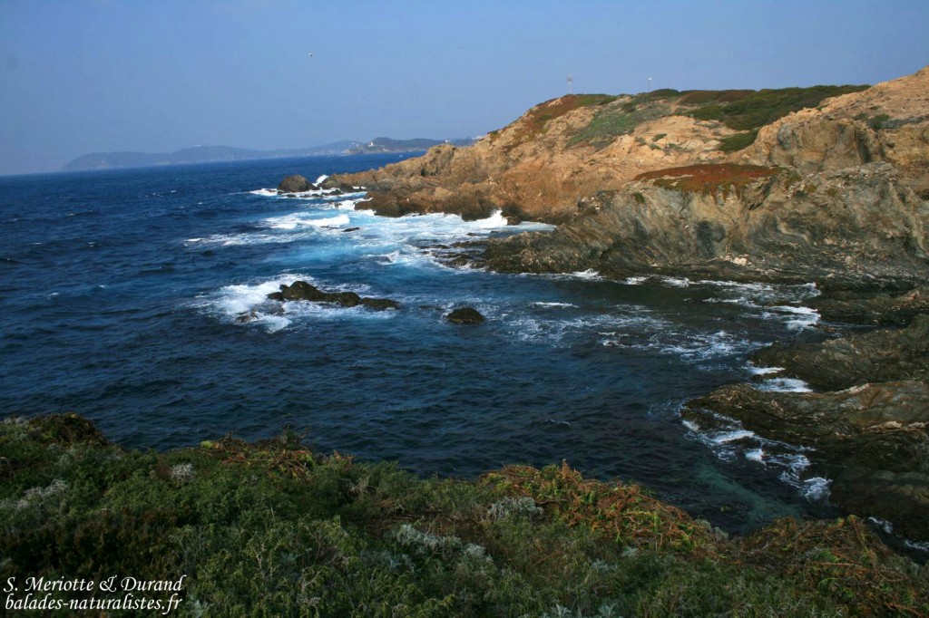 Presqu'île du Langoustier (Porquerolles, 83)