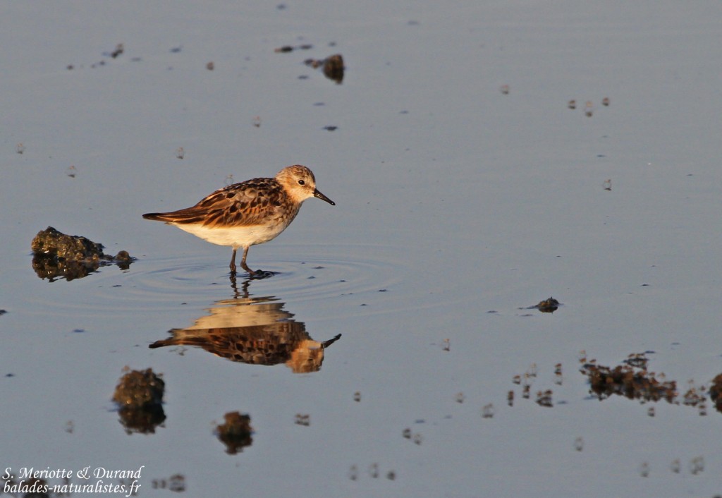 Bécasseau minute, Calidris minuta, Camargue, 13.