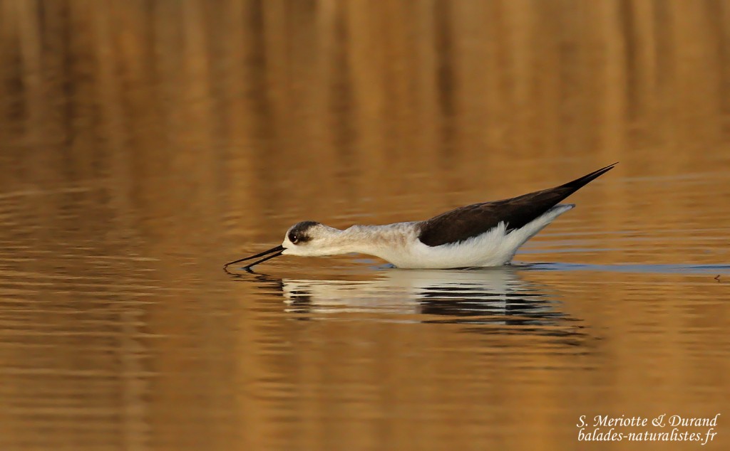 Échasse blanche, Étang de Berre
