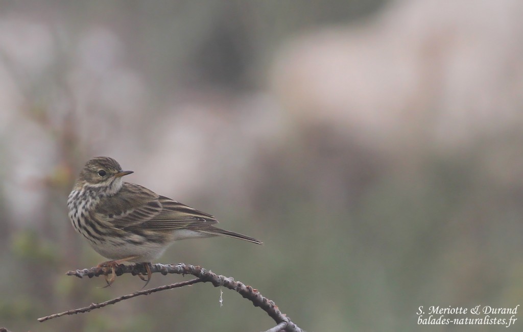 Pipit farlouse, Étang de Berre
