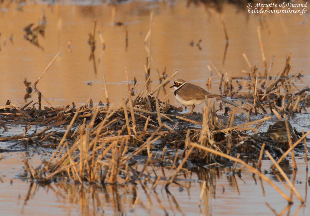 Petit Gravelot, Étang de Berre