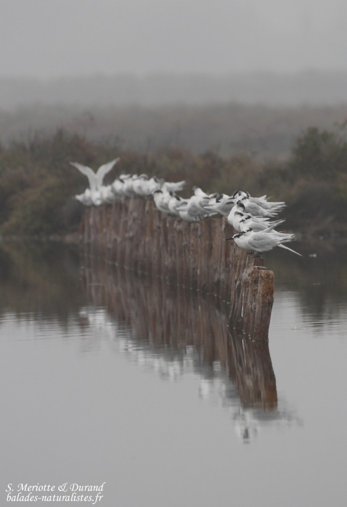 Sternes caugeks, Étang de Berre