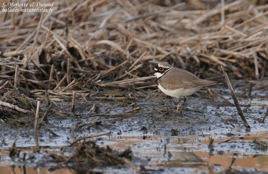 Petit Gravelot, Étang de Berre