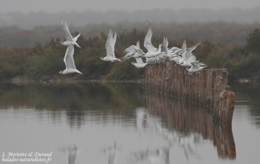 Sternes caugeks, Étang de Berre