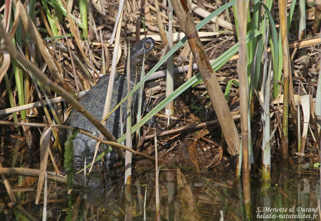 Cistude d'Europe, Le roubaud (Hyères, 83)