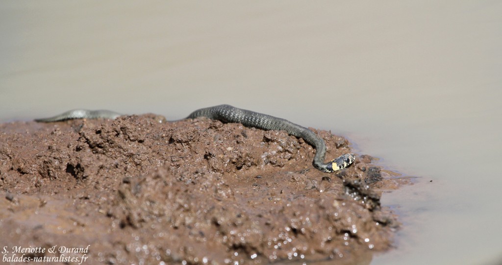 Couleuvre à collier - Natrix natrix - Monts Aragts Arménie