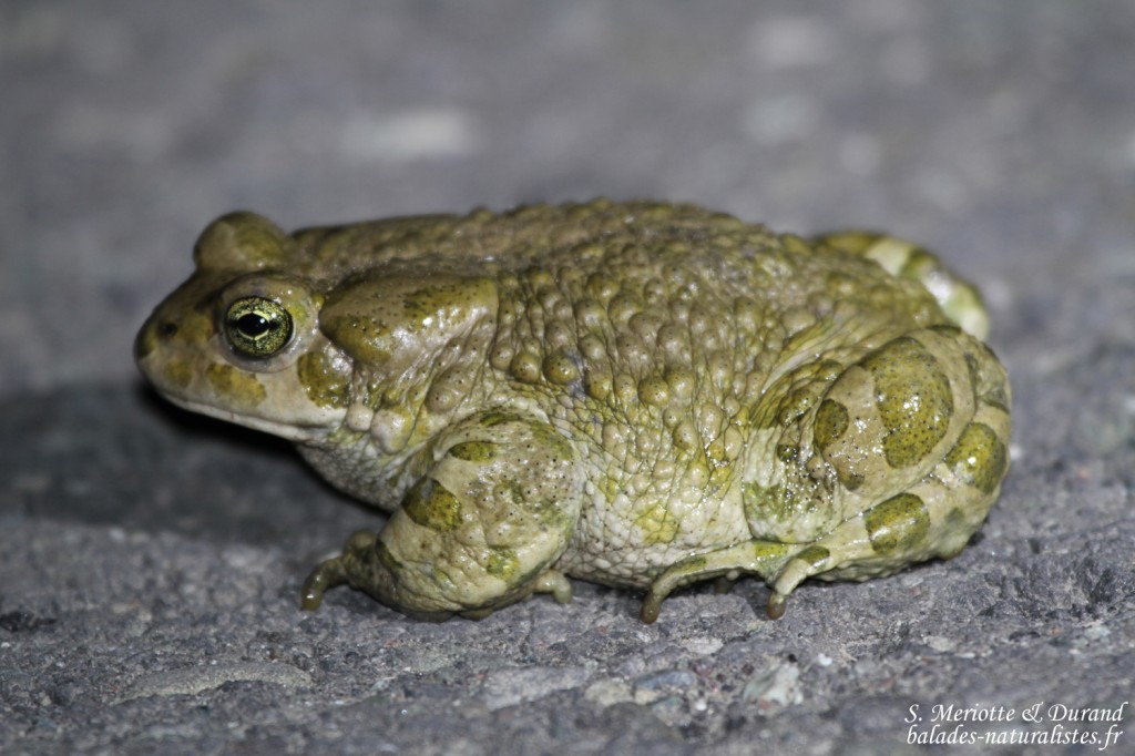 Crapaud vert, Arménie