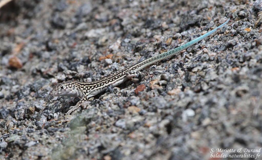Eremias strauchi, Meghri, Arménie