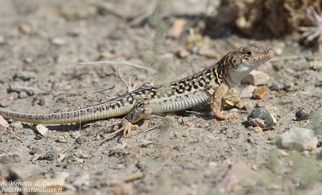 Eremias strauchi, Vedi, Arménie