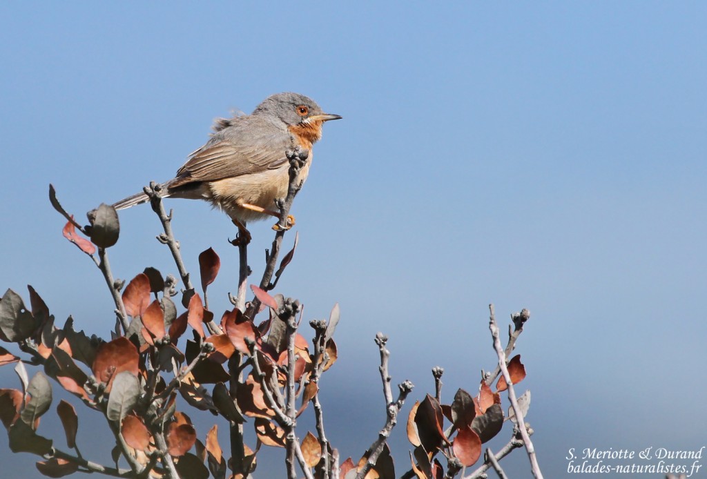 Fauvette passerinette, Sylvia cantillans, Sainte-Victoire, 13.