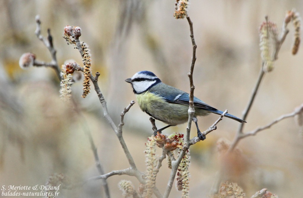 Mésange bleue - Gravières (13)