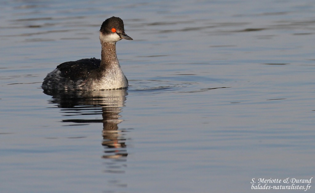 Grèbe à cou noir, Étang de l'Estomac, Fos-sur-mer