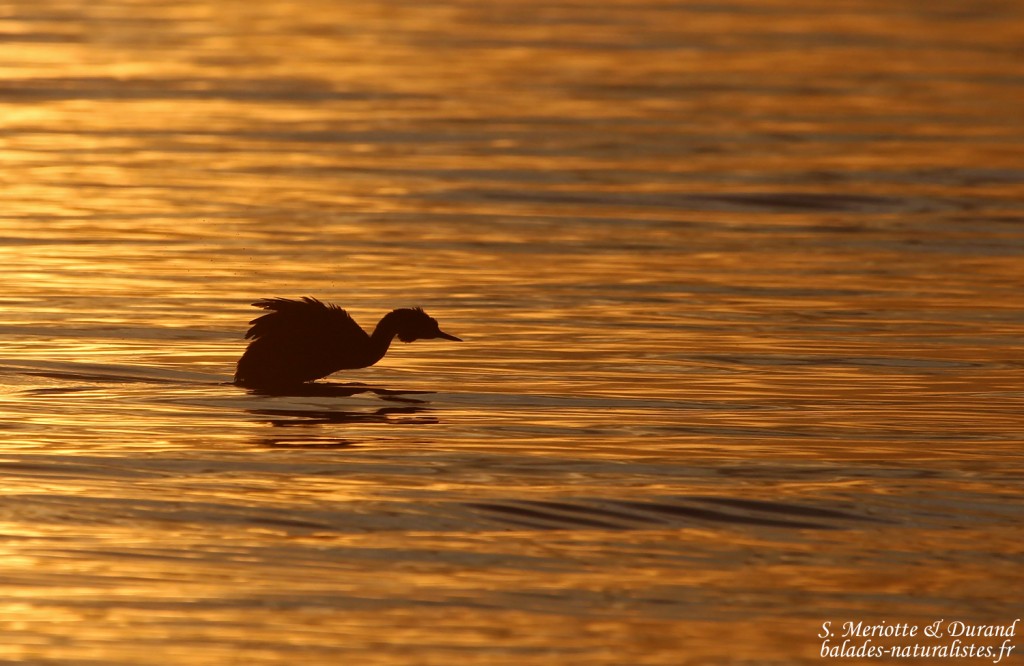 Grèbe huppé - Vaccarès
