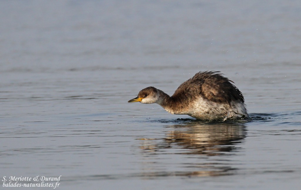 Grèbe jougris, Étang de l'Estomac, Fos-sur-mer