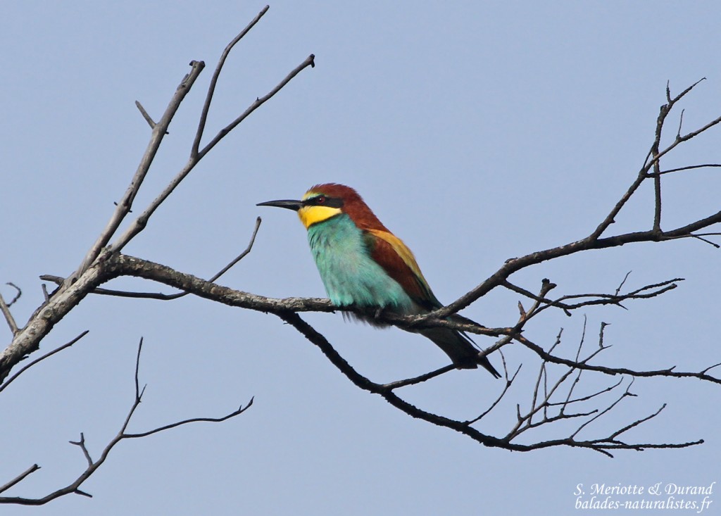 Guêpier d'Europe (Porquerolles)