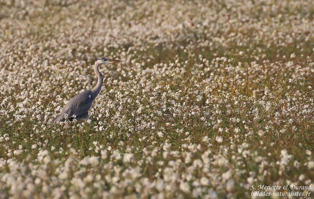 Héron cendré, Aix-en-Provence