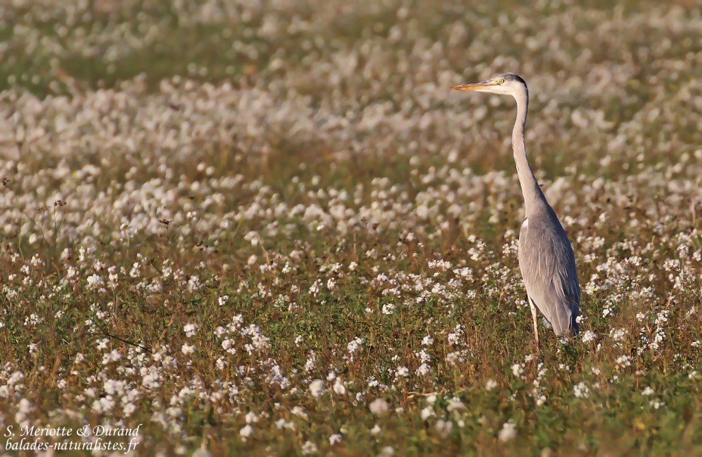 Héron cendré, Aix-en-Provence