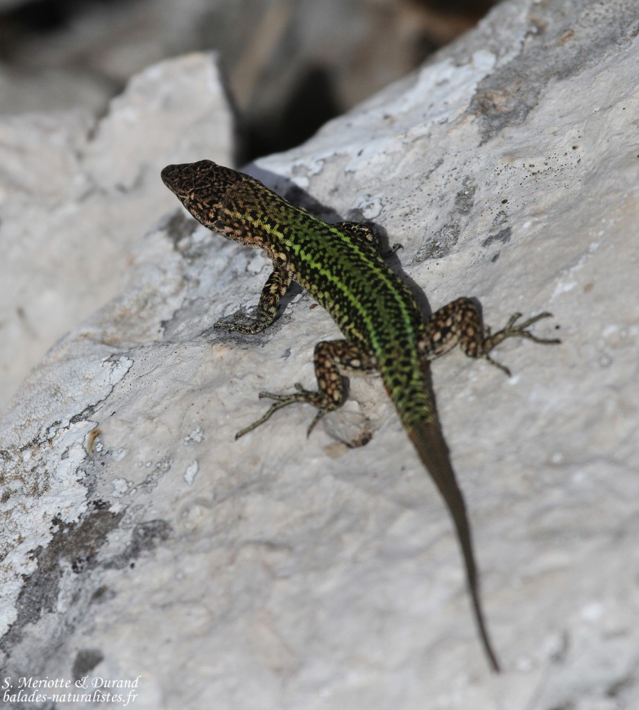 Lézard hispanique, Andalousie, Espagne