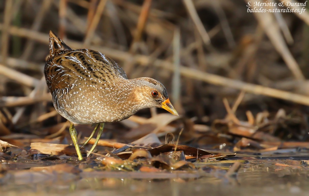 Marouette ponctuée, Étang de Berre