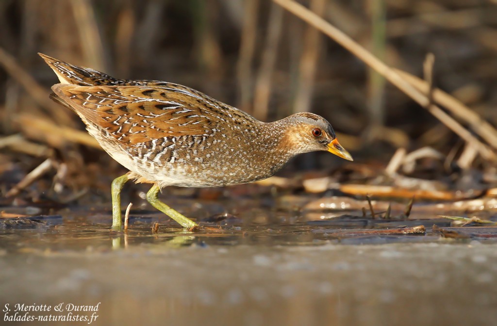 Marouette ponctuée, Étang de Berre
