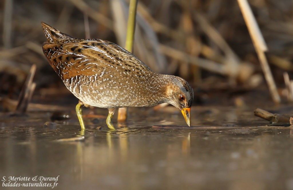 Marouette ponctuée, Étang de Berre