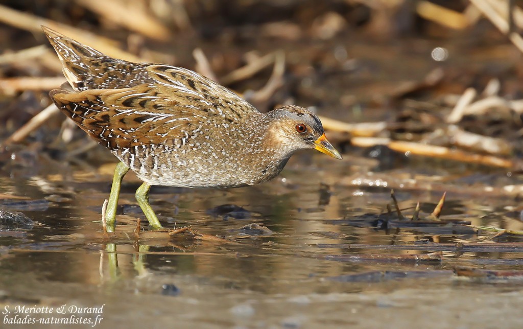 Marouette ponctuée, Étang de Berre