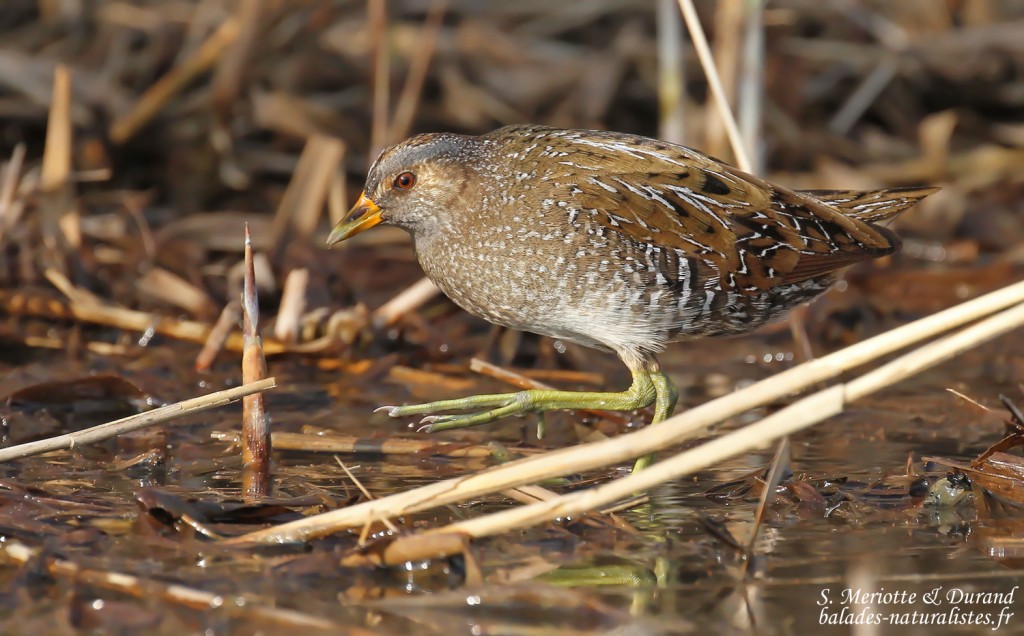 Marouette ponctuée, Étang de Berre