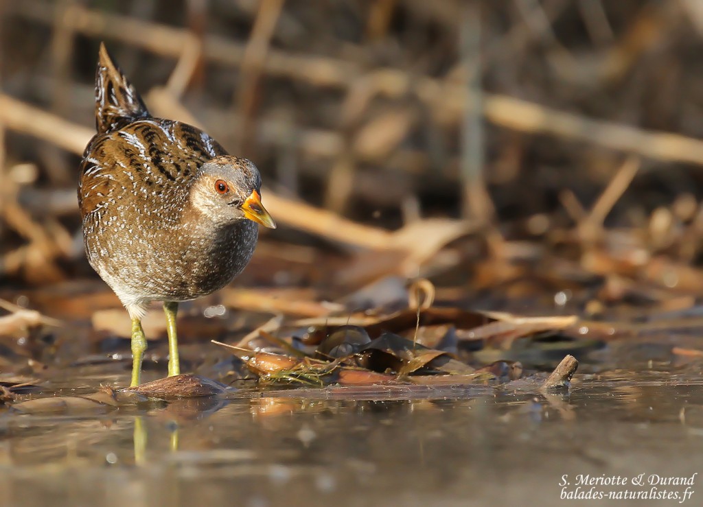 Marouette ponctuée, Étang de Berre