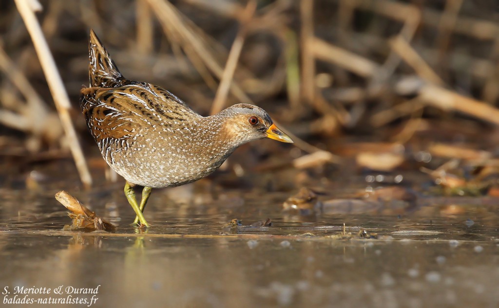 Marouette ponctuée, Étang de Berre