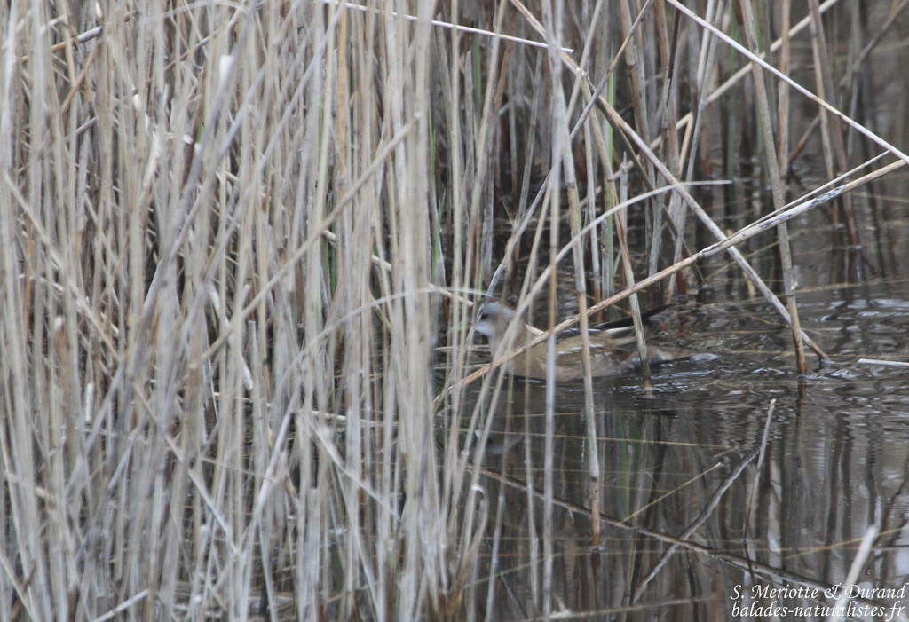 Marouette poussin , Paluns de Marignane