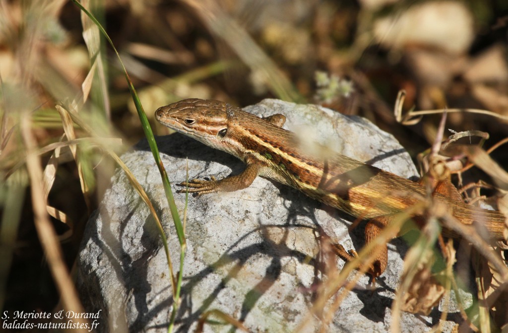 Psammodrome algire, Andalousie, Espagne