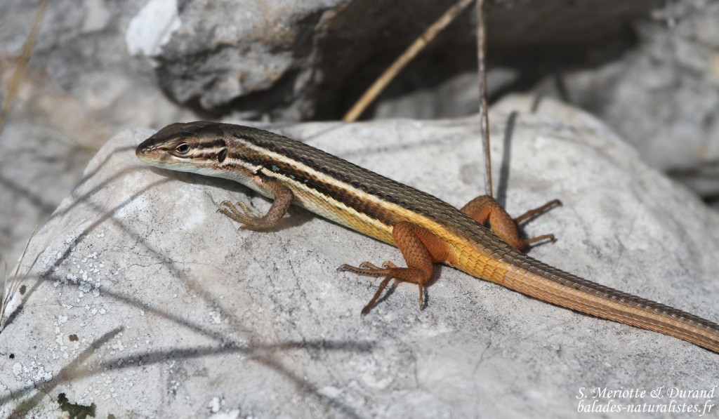 Psammodrome algire, Andalousie, Espagne