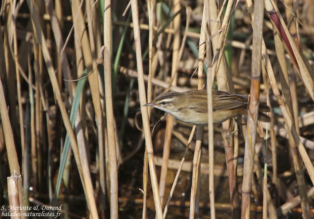 phragmite-des-joncs-roubaud