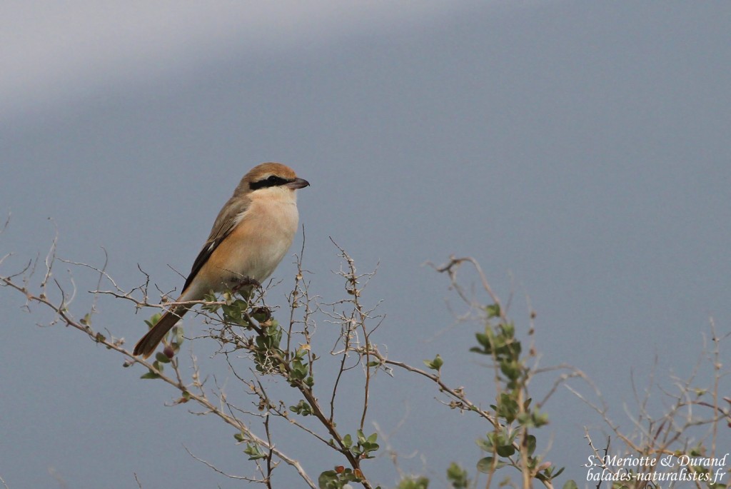 Pie-grièche isabelle, Lanius isabellinus, Hyères, France