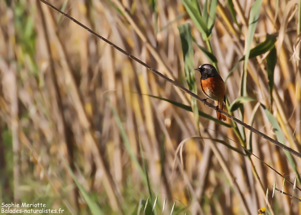 Rougequeue à front blanc en halte migratoire à Porquerolles