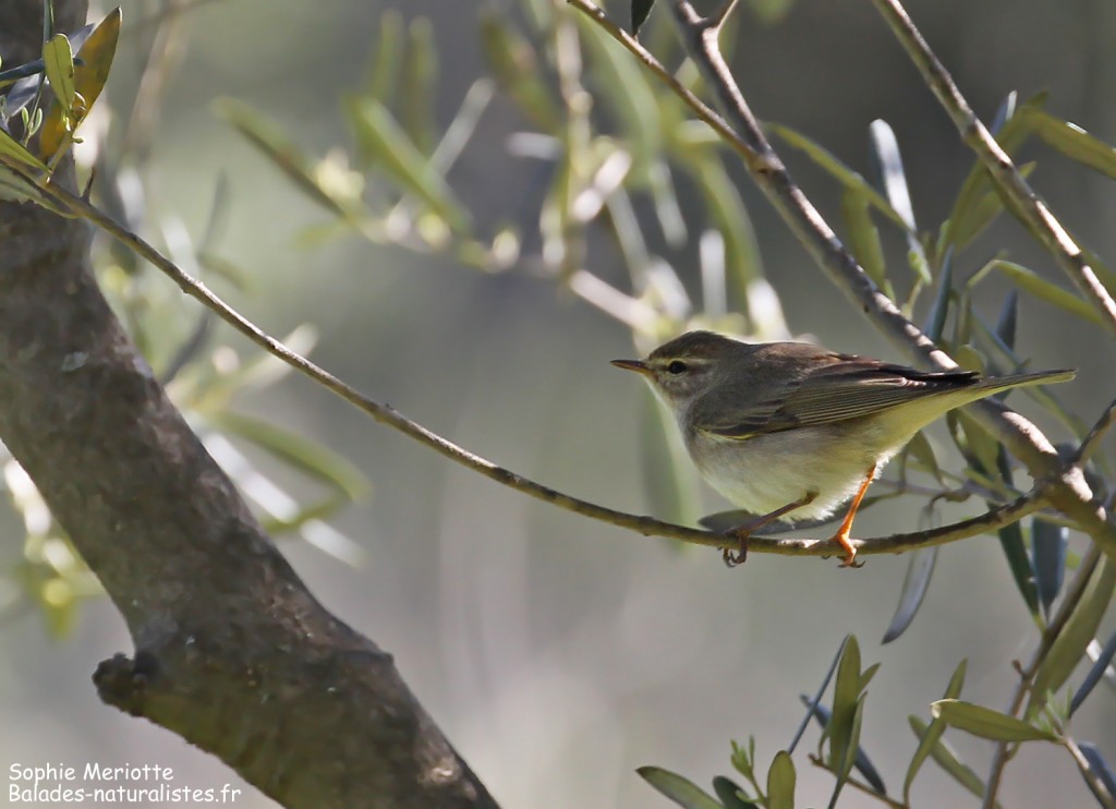 Pouillot fitis sur le chemin des oliviers