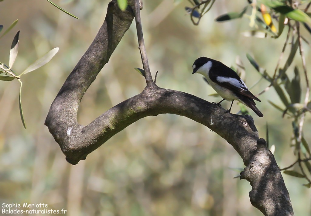 Gobemouche noir sur le chemin des oliviers