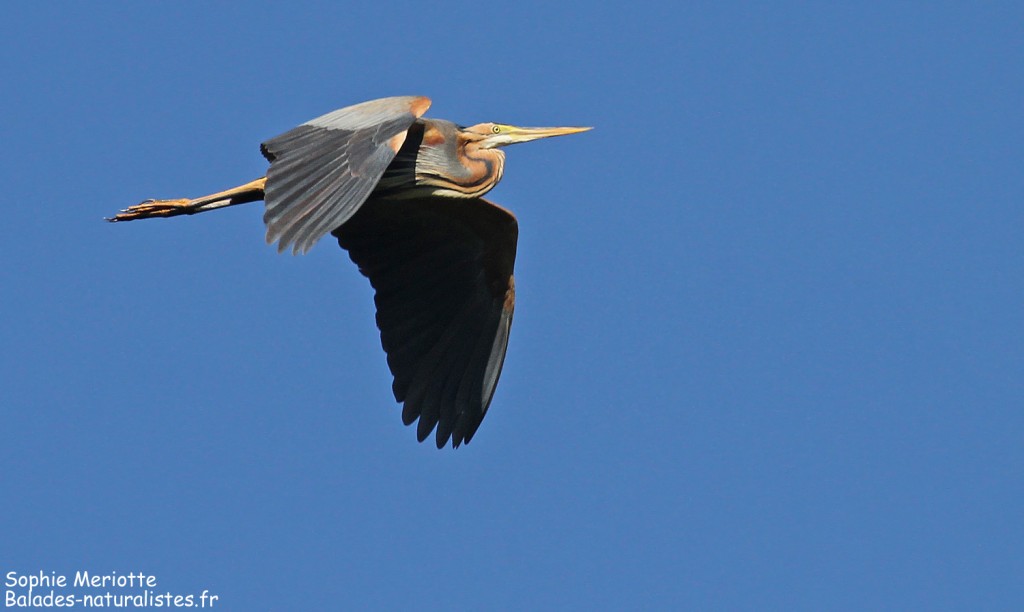 Héron pourpré en vol au-dessus de la station de lagunage
