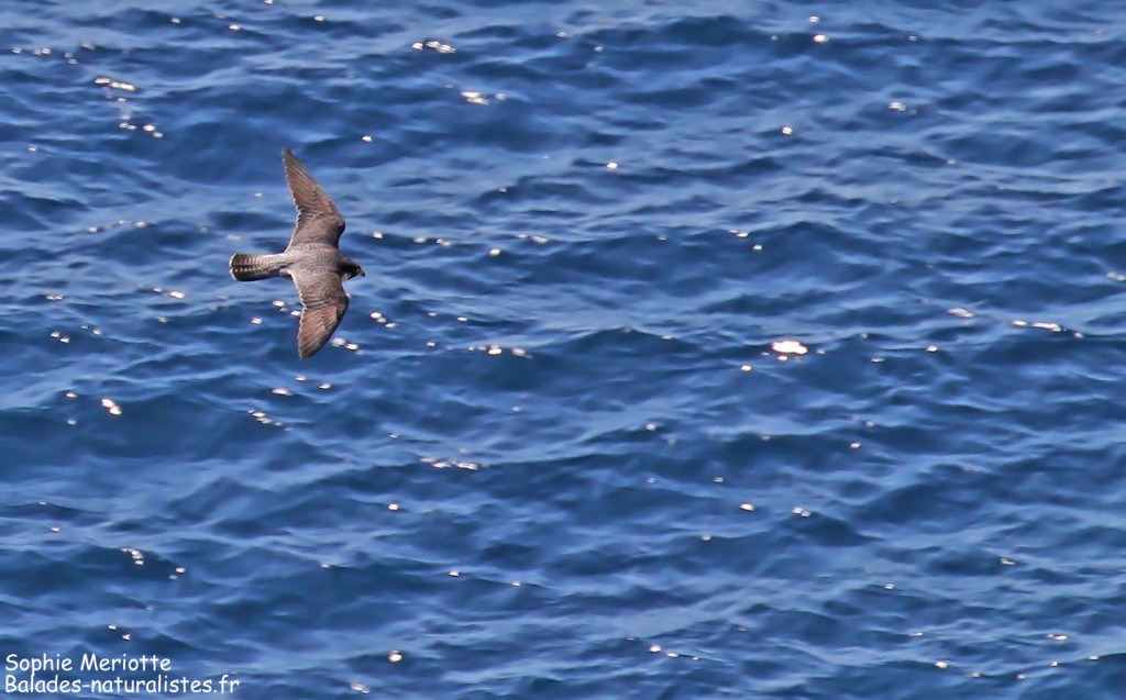 Faucon pèlerin longeant les falaises sud de Porquerolles