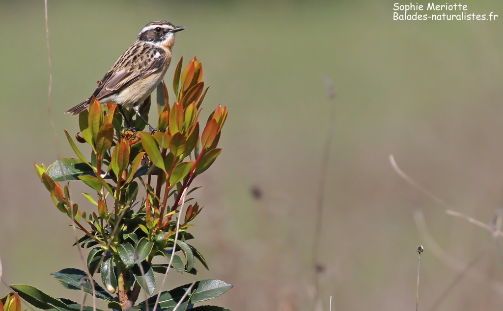 Tarier des prés, Plaine de Notre-Dame, Porquerolles
