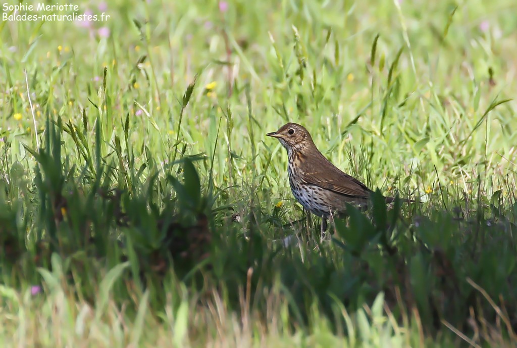 Grive musicienne, Porquerolles