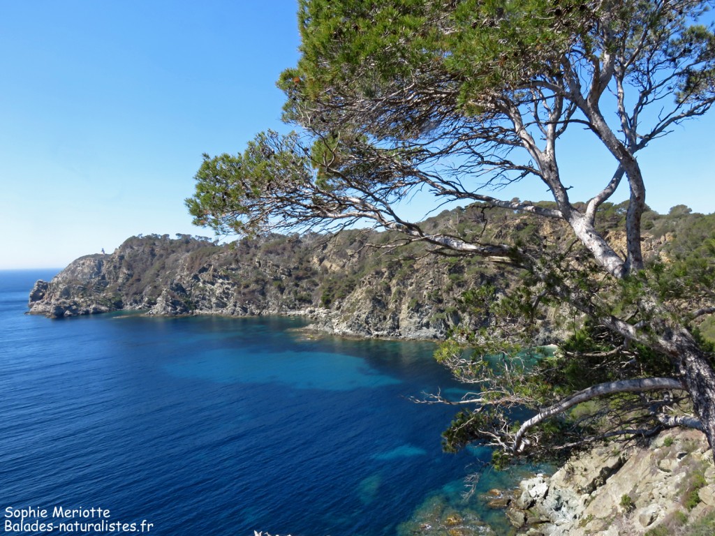 Falaises sud de Porquerolles