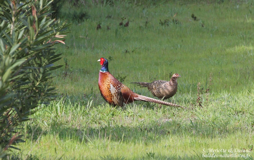 Faisan de Colchide (Porquerolles)