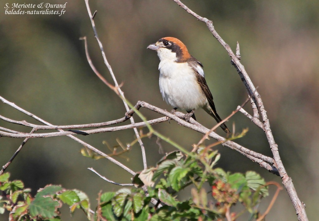 Pie-grièche à tête rousse ssp. badius (Porquerolles)