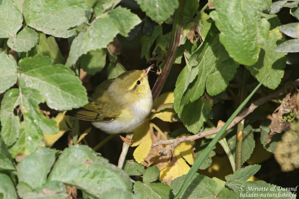 Pouillot siffleur (Porquerolles)