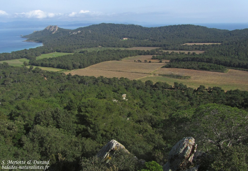Plaine de Notre-Dame, Porquerolles, 83.