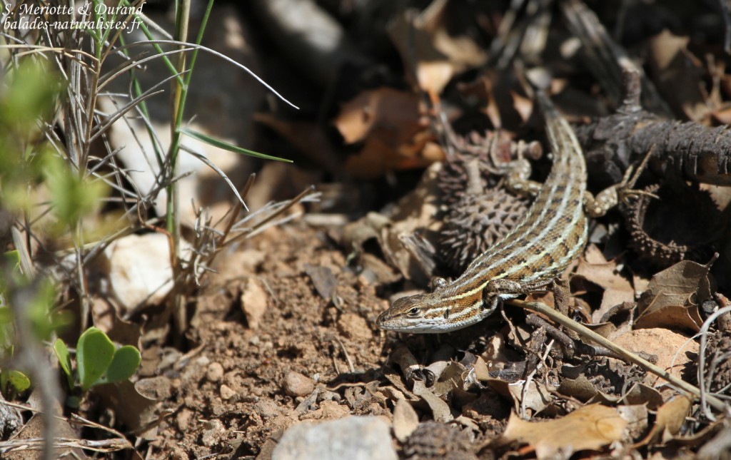 Psammodrome d'Edwards, Sainte-Victoire, Bouches-du-Rhône, France