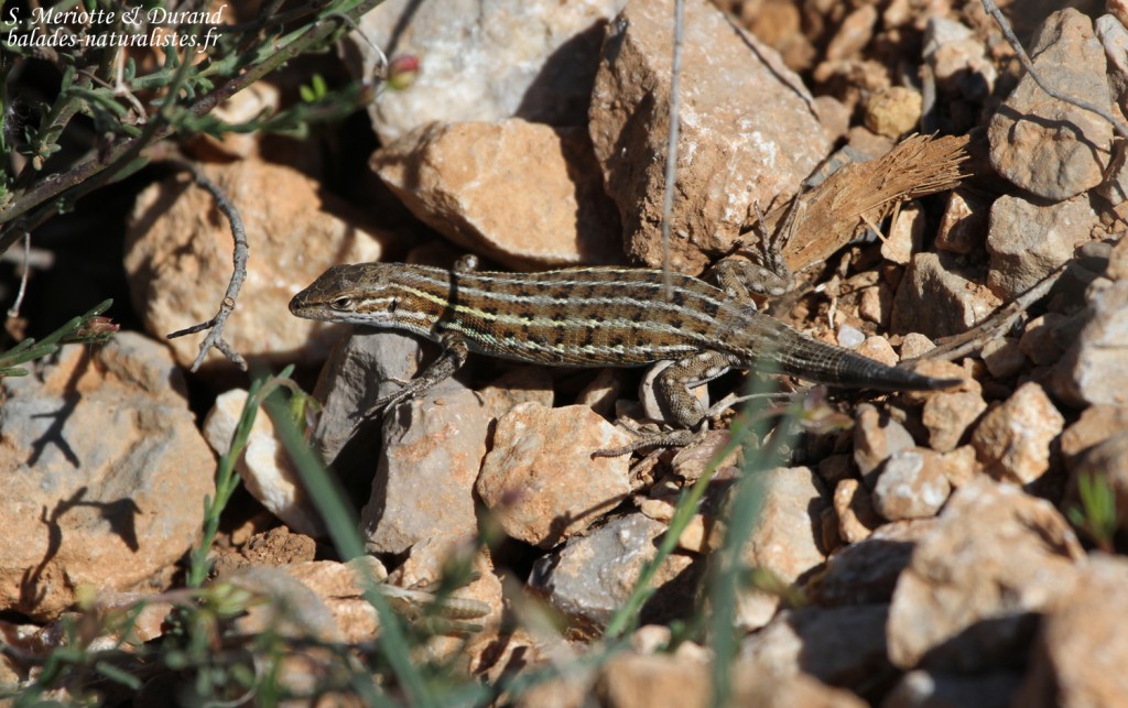 Psammodrome d'Edwards, Sainte-Victoire, Bouches-du-Rhône, France